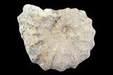 Cut/Polished Calycoceras Ammonite (Half) - Texas #93546-1